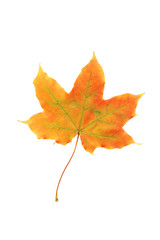 Autumn leaf isolated on white background