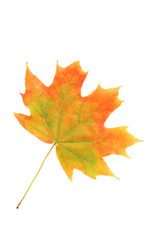 Autumn leaf isolated on white background
