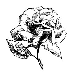 эскиз цветок роза татуировка ,художествкнный - obrazy, fototapety, plakaty