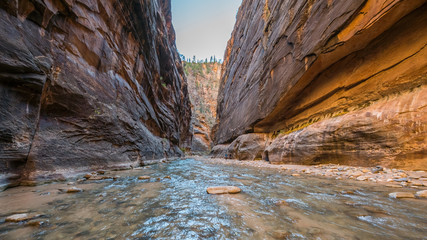 The river runs canyon wall to canyon wall. Amazing gorge with walls a thousand feet tall and the wide river. Narrows in Zion National Park, Utah, USA