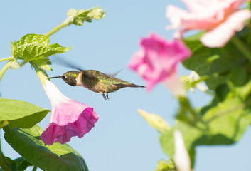 Male Hummingbird looking for nectar in a Morning Glory flower