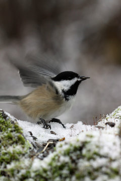 m&eacute;sange &agrave; t&ecirc;te noire