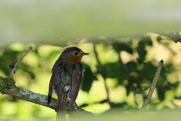 Fledgling Robin waits for food to arrive !