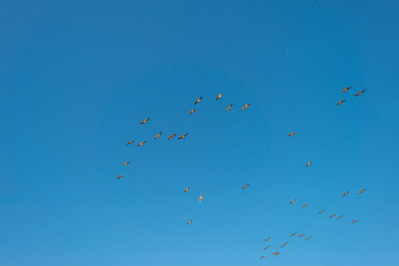 Birds flying in sunlight in a blue sky 