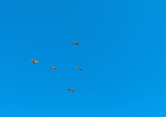 Birds flying in sunlight in a blue sky 