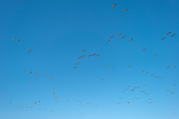 Birds flying in sunlight in a blue sky 