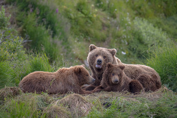 Sow laying with two Cubs at McNeil River Refuge
