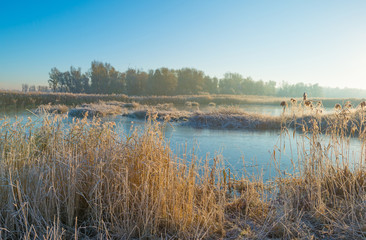 Shore of a frozen lake in sunlight in autumn