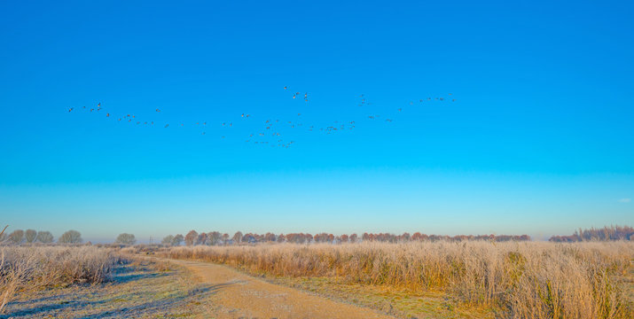 Birds flying in sunlight in a blue sky 