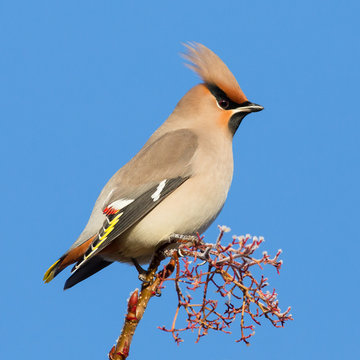 Waxwing on Frosted Twig