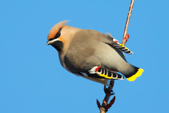 Waxwing