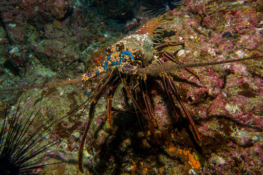 Lobster Cocos Island