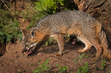 Naklejka na ściany i meble Grey Fox Vixen (Urocyon cinereoargenteus) Stalks Left