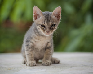 Kitten threaten enemies with shock .