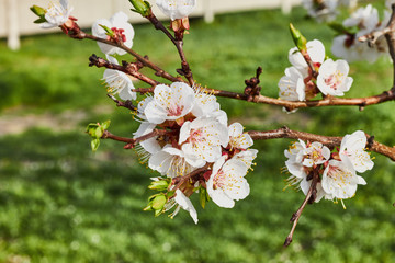 Blooming apple tree in spring
