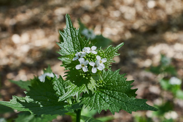 Blooming nettle bush with white flowers in the sunlight
