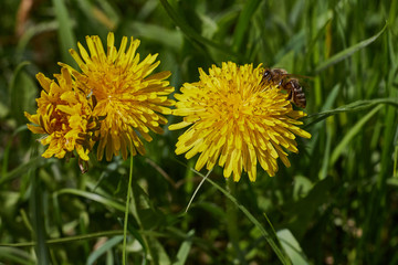Bee on a yellow dandelion сlose up