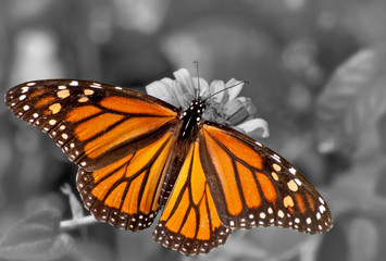 Dorsal view of a female Monarch butterfly feeding on Zinnia flower; color spot on black and white