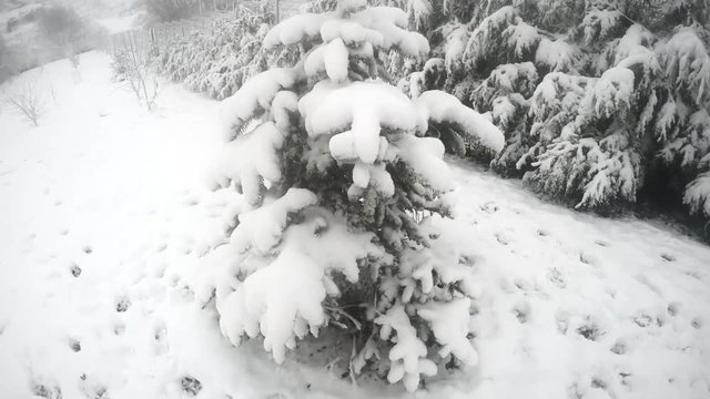 Snowy fir trees, Christmas tree in winter 