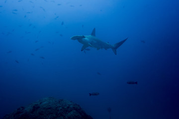 Hammerhead shark cocos island