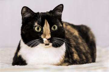cat pet