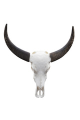 Buffalo skull isolated on white