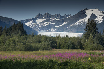 Mendenhall Glacier and Fireweed, Juneau