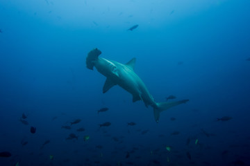 Hammerhead shark cocos island