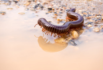 Siamese Pointy Tail Millipede crawling on the wet soil