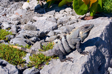 Iguana Mexico