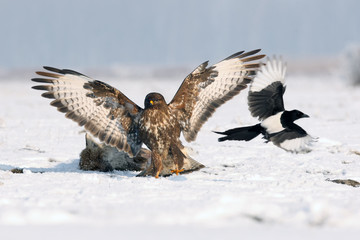 The common buzzard (Buteo buteo) bird of prey on a dead fox wards off magpie