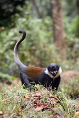 L'Hoest's monkey (Cercopithecus lhoesti) standing on the grass hill in the jungle