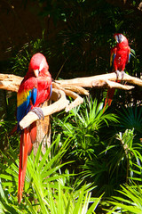 Parrot Ara red couple