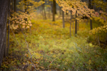fall forest background bokeh