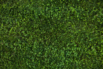 Green grass seamless texture. Green grass background texture. Field of fresh green grass texture as a background, top view, horizontal. Artificial green grass texture for background.