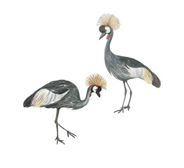 Watercolor painting Grey crowned cranes