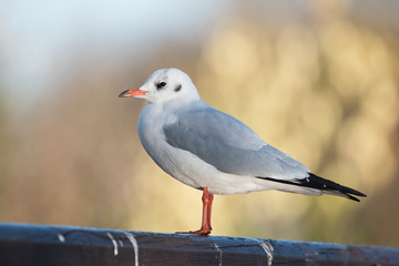 Fototapeta premium Black-headed Gull, Chroicocephalus ridibundus