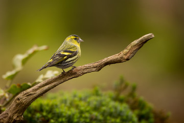 Siskin