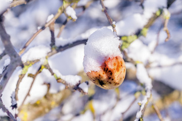 Apple on a tree branch in winter