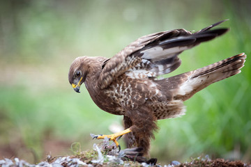 Buzzard