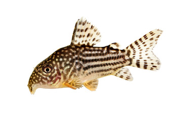 Cory Catfish Corydoras sterbai Sterba's Cory aquarium fish 
