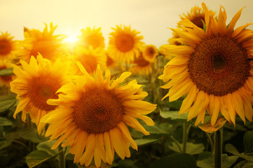 Fototapeta premium sunflowers and sun