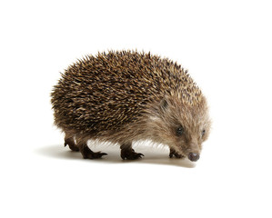 Hedgehog  isolated on white