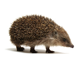Hedgehog  isolated on white