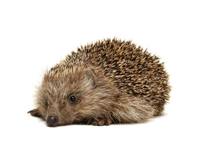 Hedgehog  isolated on white