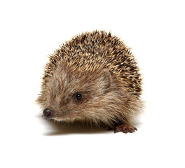 Hedgehog  isolated on white