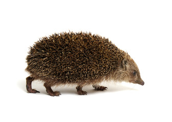 Hedgehog  isolated on white