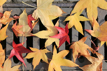 alcantarilla hojas tapando el desagüe otoño U84A0075-f16