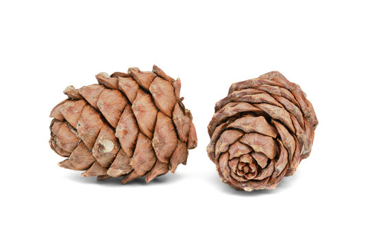 Two cedar cones on white background