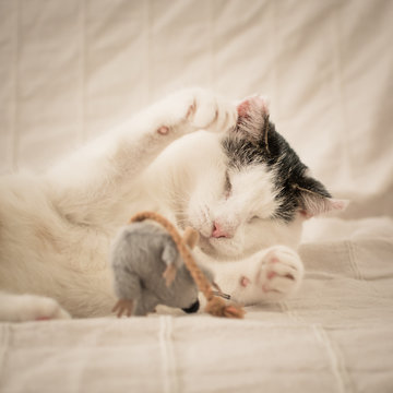 Blind white cat playing with a toy mouse - square.